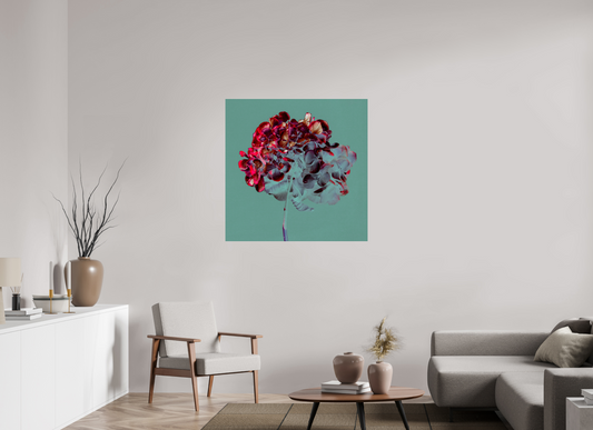 Hydrangea 1 - SQUARE LIMITED EDITION: 150 → TEIS ALBERS