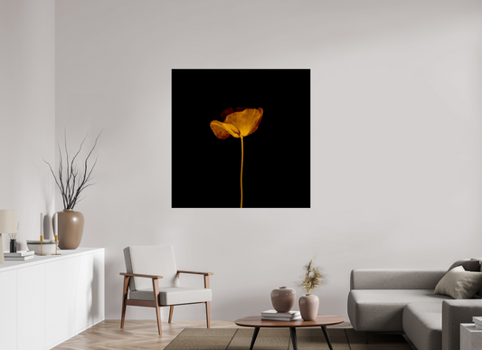 Rise - Square → TEIS ALBERS