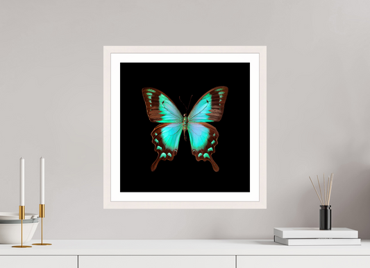 Fly - Framed → JAVIERA ESTRADA