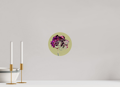 Hortensia 2