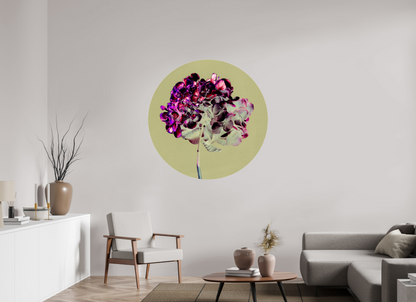 Hortensia 2
