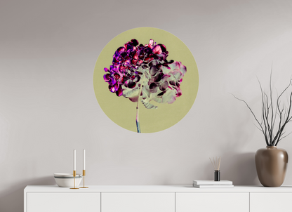 Hortensia 2