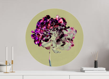 Hortensia 2