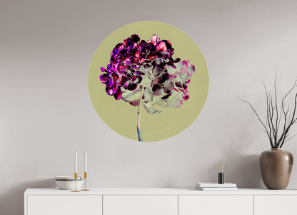 Hortensia 2